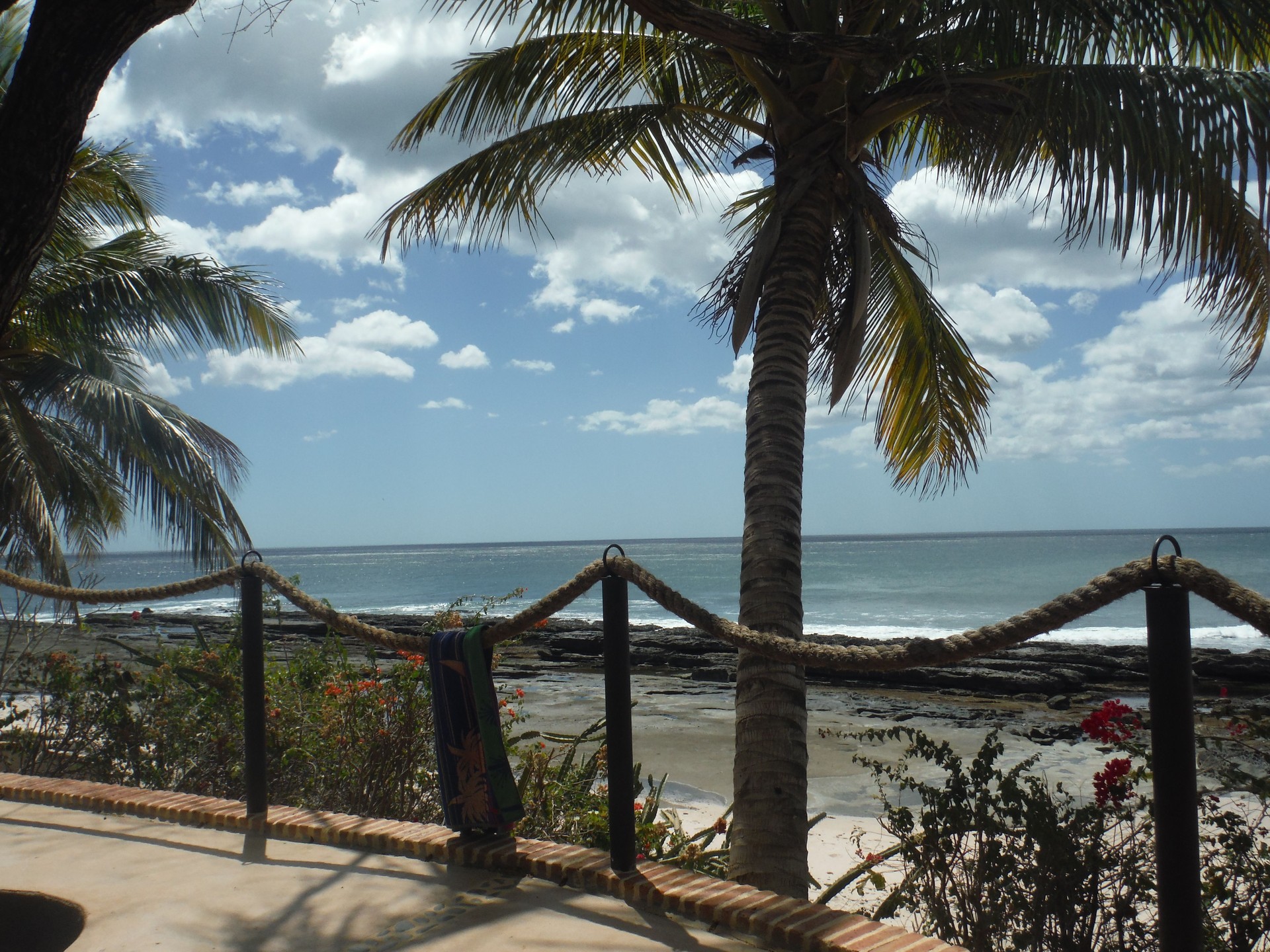 Deck Overlooking Pacific Ocean with Palm Tree